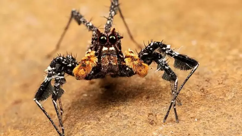 Portia Spiders: The Jumping Spiders That Hunt Using Memory & Vibration