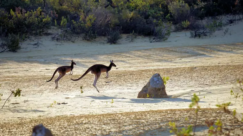 Prehistoric Kangaroo Mobility Reassessed: Giant Species Could Hop, Study Reveals