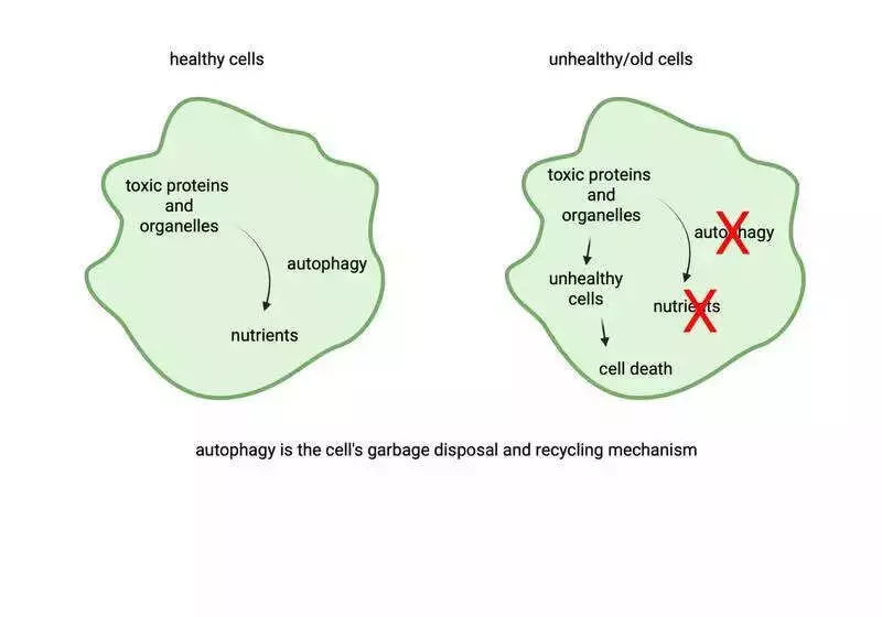 Pune Scientists Find Ageing Starts in Support Cells, Not Stem Cells