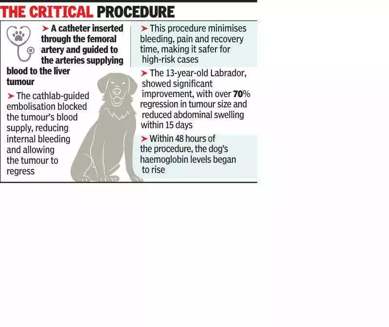 Pune Vet Clinic Saves Labrador with Rare Cathlab Procedure