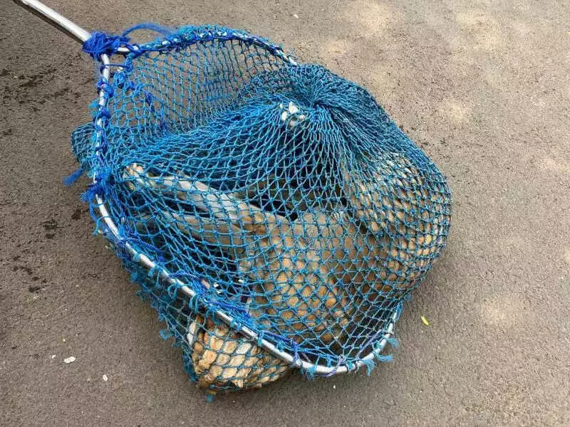 Pune's Dog Roundup for Cycle Rally Sparks Animal Welfare Outcry