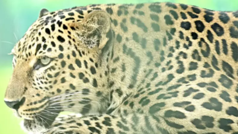 Pune's Emergency Response Units Trained to Tackle Rising Leopard Attacks in Junnar Region