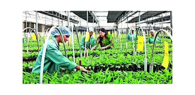 Pune's Rural Biotech Model Empowers Women Farmers Through Scientific Innovation