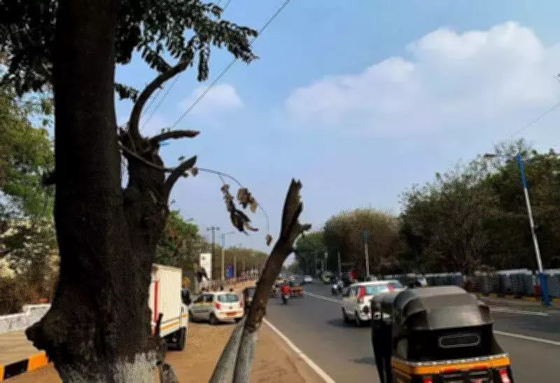 Pune's Shrinking Green Cover: WRI Study Exposes Flaws in PMC's Tree Census Data