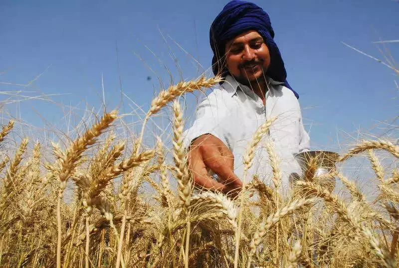 Punjab Rainfall Boosts Wheat Crop, Farmers Advised to Suspend Irrigation