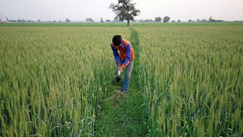 Rabi Crop Sowing Surges 17% This Season, Boosting Farm Output