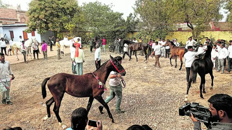 Raibag Horse Fair Gains Fame for Weddings and Races in Karnataka