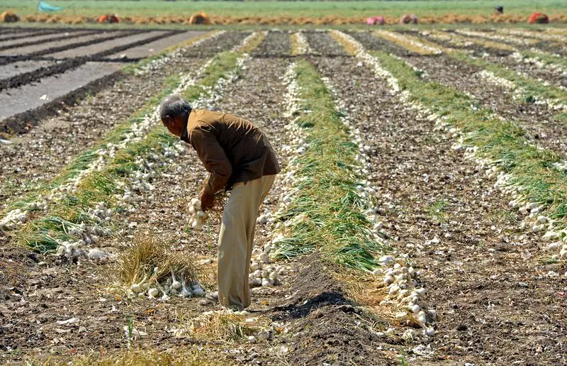 Rain Revives Patiala Fields, But Wind and Hail Threaten Potato and Tomato Crops