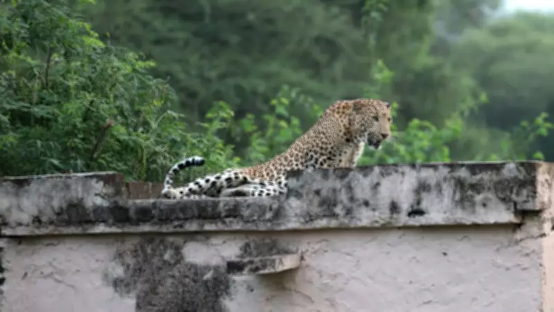 Rajasthan Launches 1926 Helpline to Tackle Rising Man-Leopard Conflicts in Jaipur