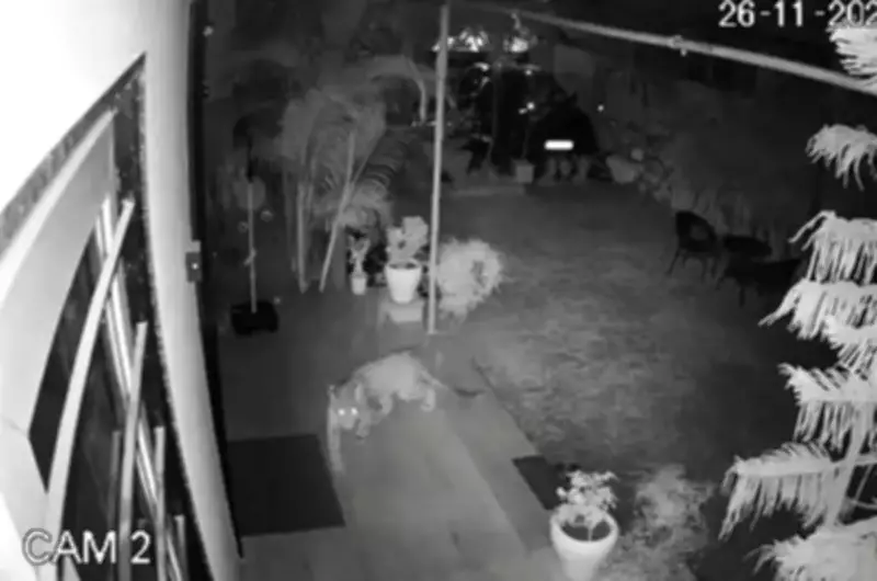 Rajasthan to Implement Emergency Predator Protocol Following Maharashtra Model