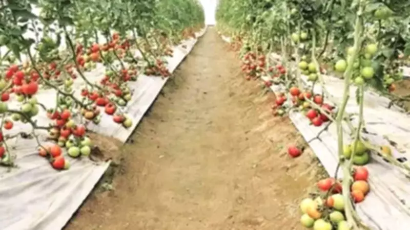 Rajya Sabha MP Urges Centre to Establish Central Horticultural University in Punjab