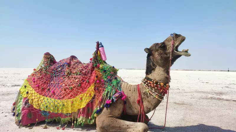 Rann of Kutch: Best Time to Visit and Top Tourist Attractions