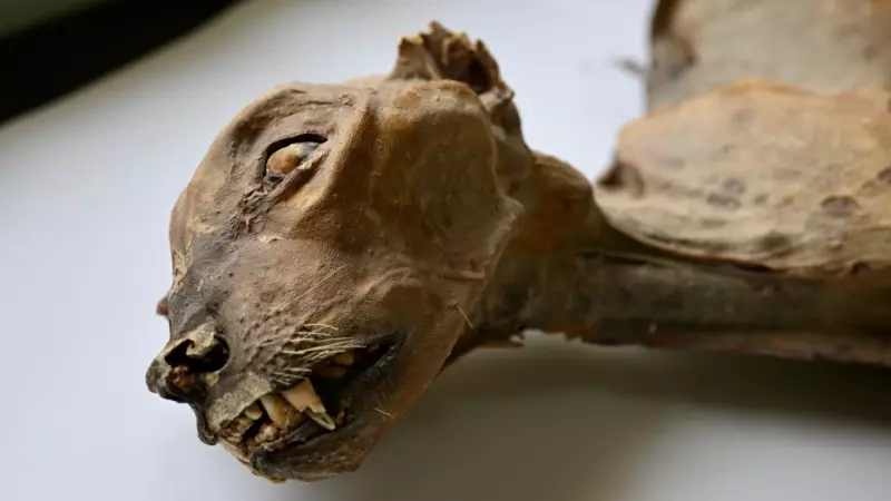 Rare Cheetah Mummies Found in Saudi Arabian Caves, Dating Back 1,800 Years