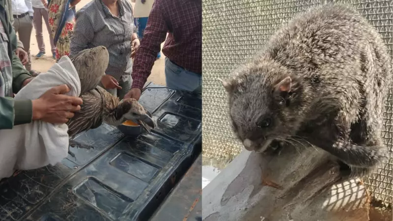 Rare Flying Squirrel Rescue in Udanti-Sitanadi Highlights Wildlife Protection Beyond Big Cats