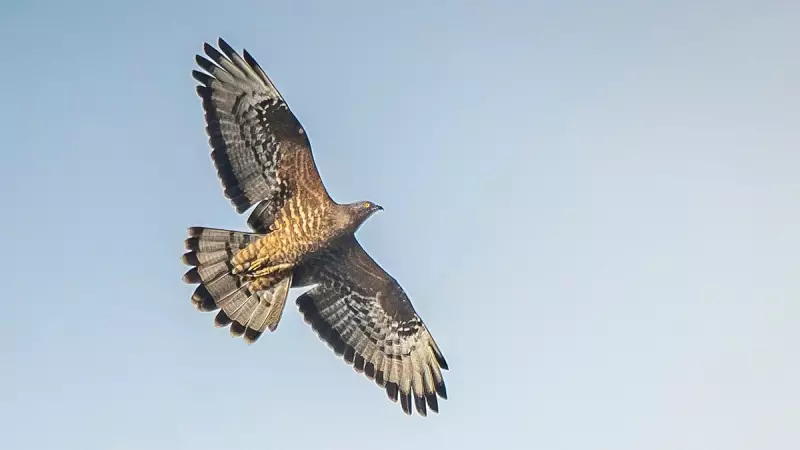 Rare Migrant Raptor Spotted at Ambalipura Lake, Attracts Birdwatchers