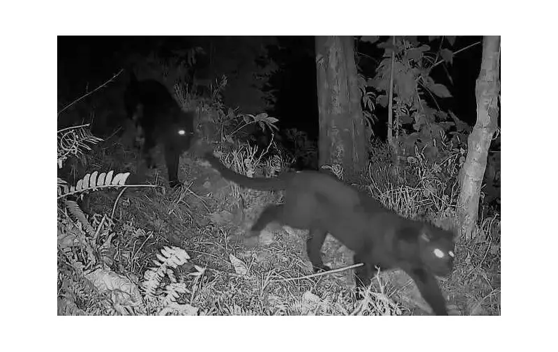 Rare Sighting: Two Melanistic Leopards Captured Together in Kurseong Forest