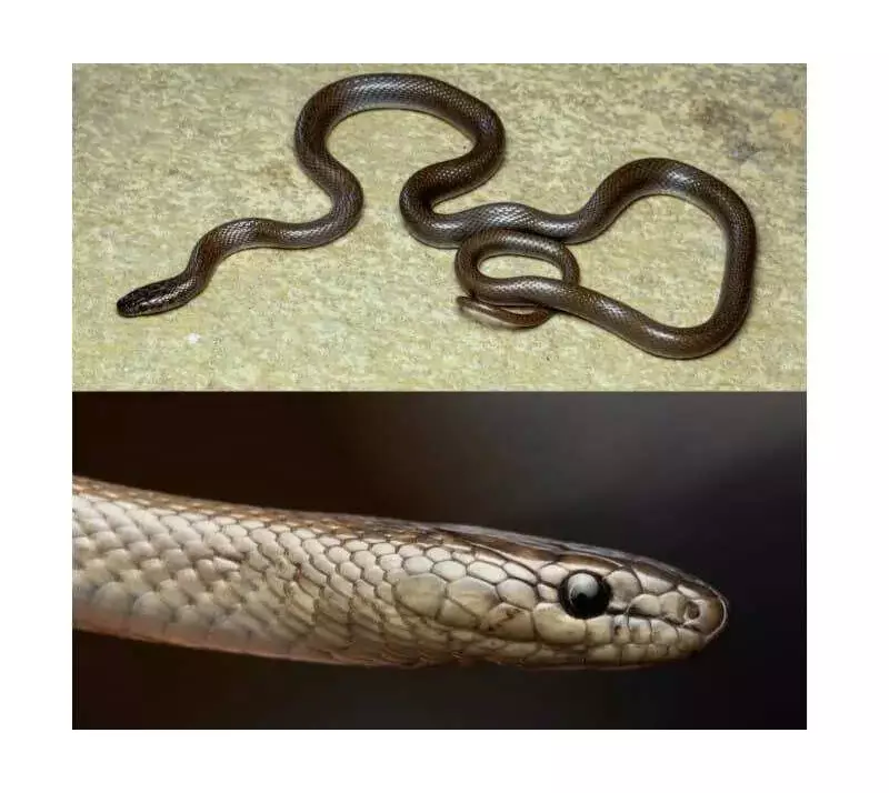 Rare Snakes Wallophis & Calliophis Discovered in Rajasthan's Pratapgarh