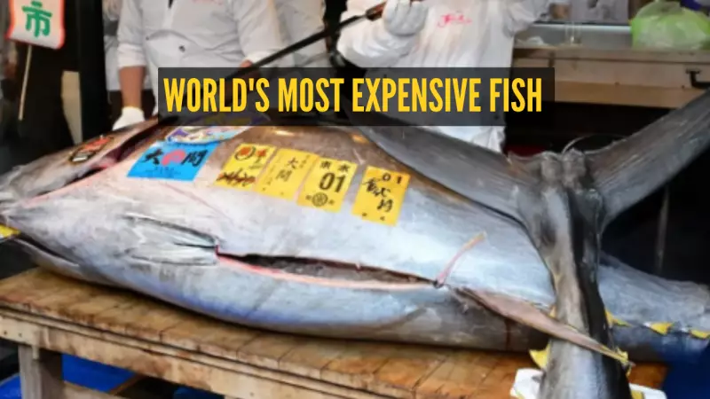 Record ₹29 Crore Bluefin Tuna Sale in Japan's First Auction of 2025