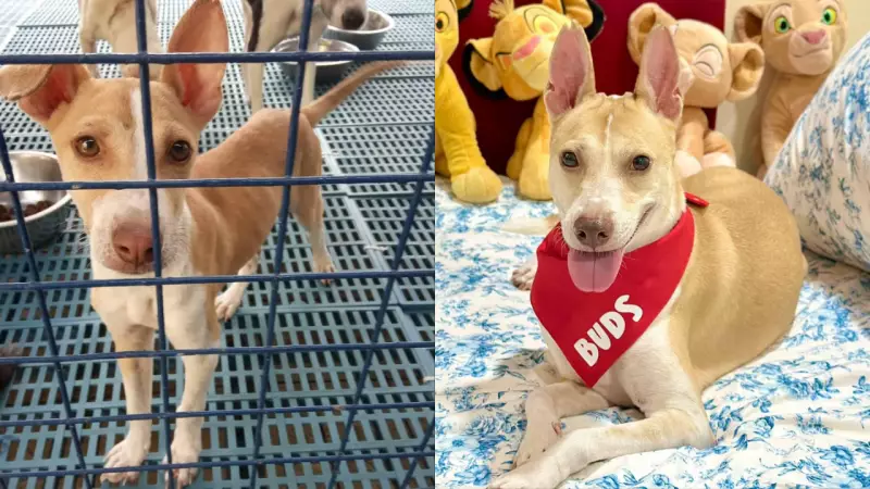 Rescue Dog's 5-Year Journey from Death Row to Loving Home Inspires Internet