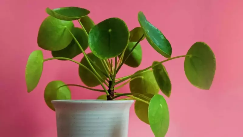 Revive Yellowing Money Plants Naturally with Coal Ash and Baking Soda