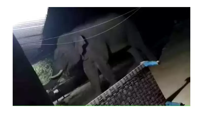 Rogue Elephant Kills 2 in Jharkhand, Evades 300 Foresters in Dramatic Chase