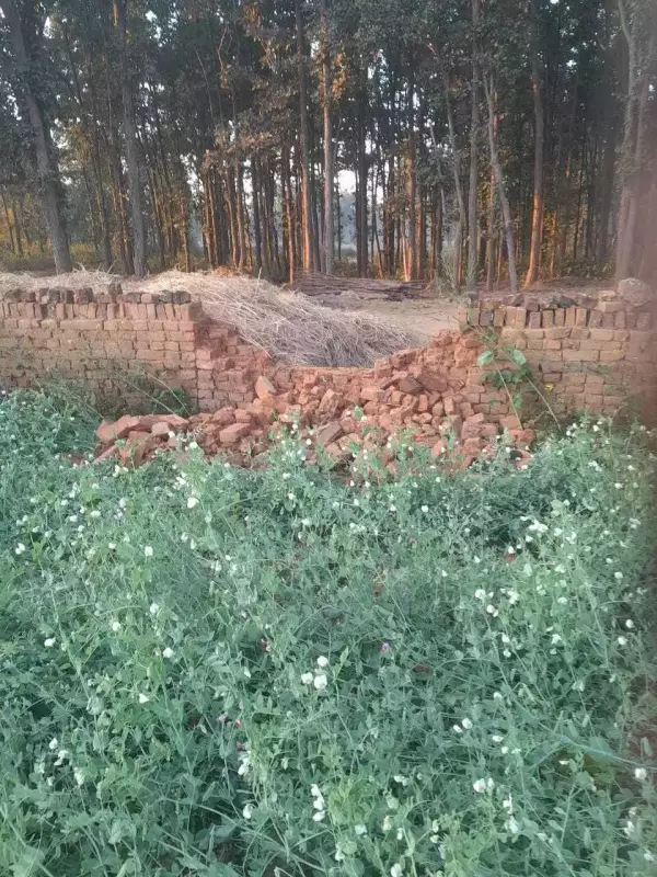 Rogue Elephant Wreaks Havoc in Hazaribag Village, Destroys Crops