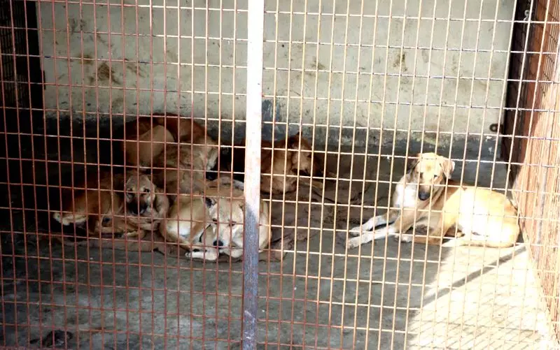 Rohtak Municipal Corporation Halts Dog Sterilisation After 29 Canine Deaths