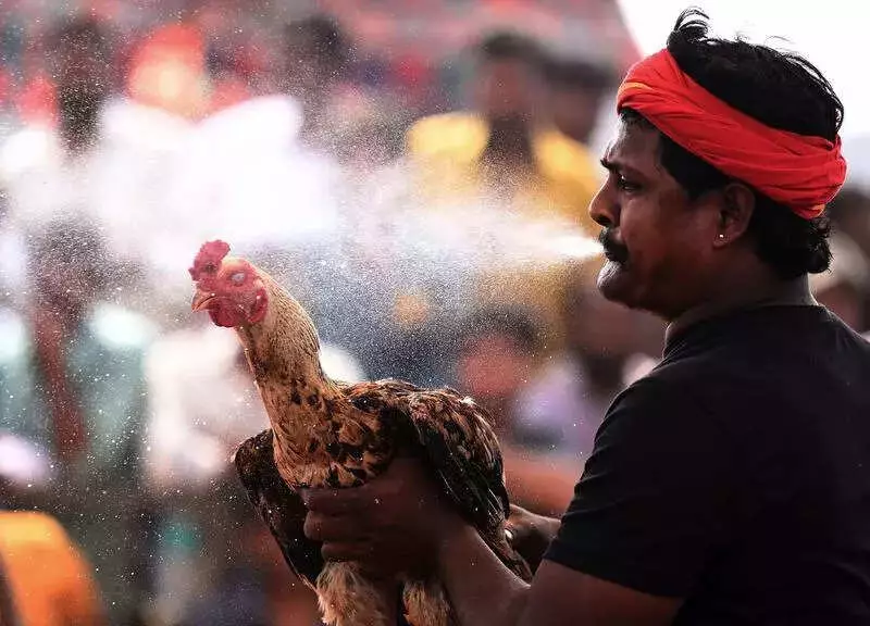 Sankranti Cockfights in Andhra Pradesh Turn into Gambling Spectacles