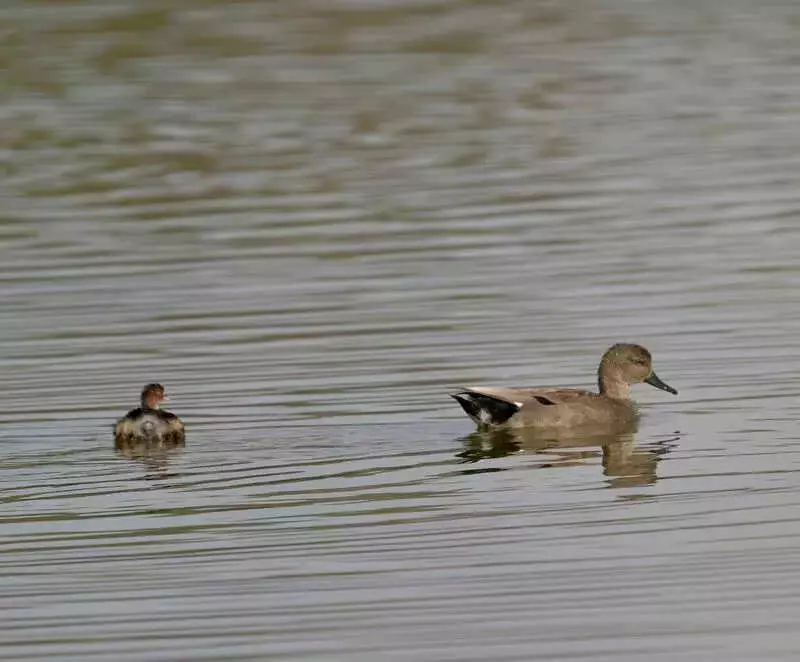 Satara Wetlands Attract Thousands of Migratory Birds, Reveals Asian Waterbird Census 2026