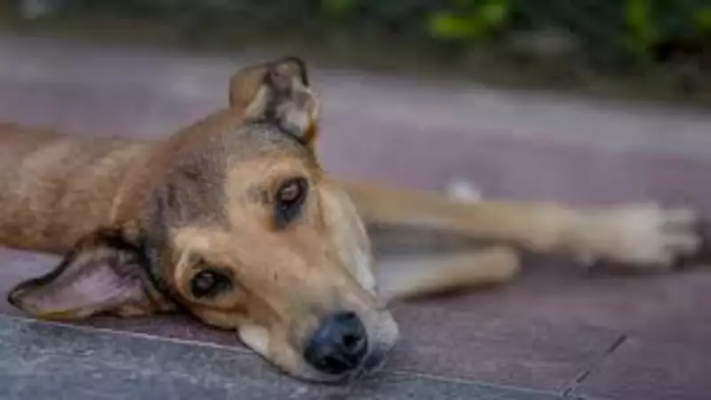 SC Cites Ladakh Stray Dog Menace, Questions Stay on Removal from Hospitals