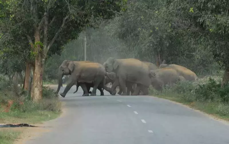 SC Panel Inspects Bannerghatta ESZ Amid Controversy, Report Due Next Week