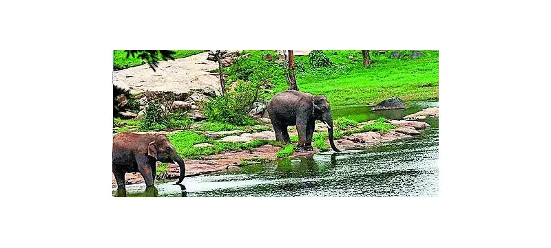 SC Panel to Inspect Bannerghatta Park After ESZ Cut Sparks Controversy