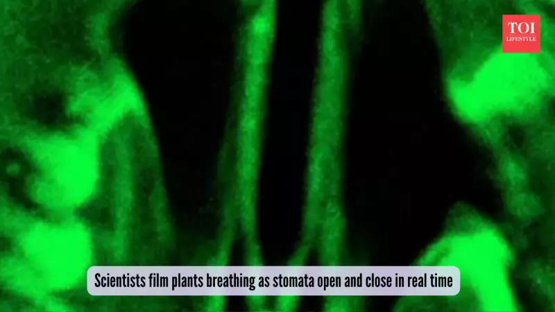 Scientists Capture First Live Video of Plants Breathing Through Leaf Pores