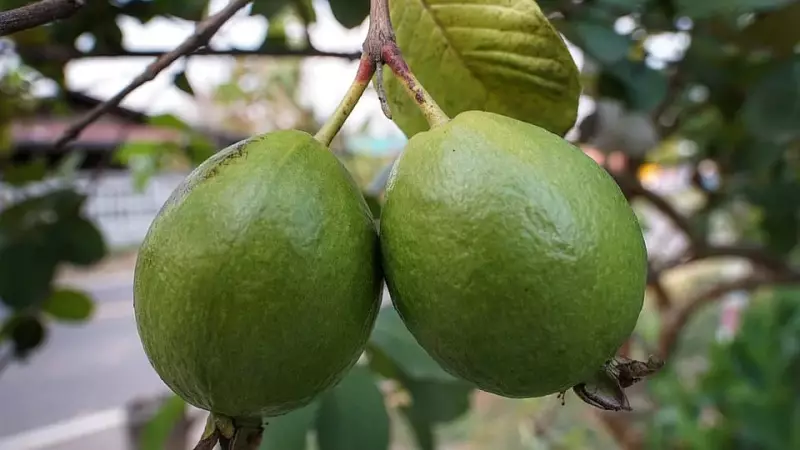 SDRF Jawan Faces Notice for Picking Guava at Commandant's Lucknow Residence