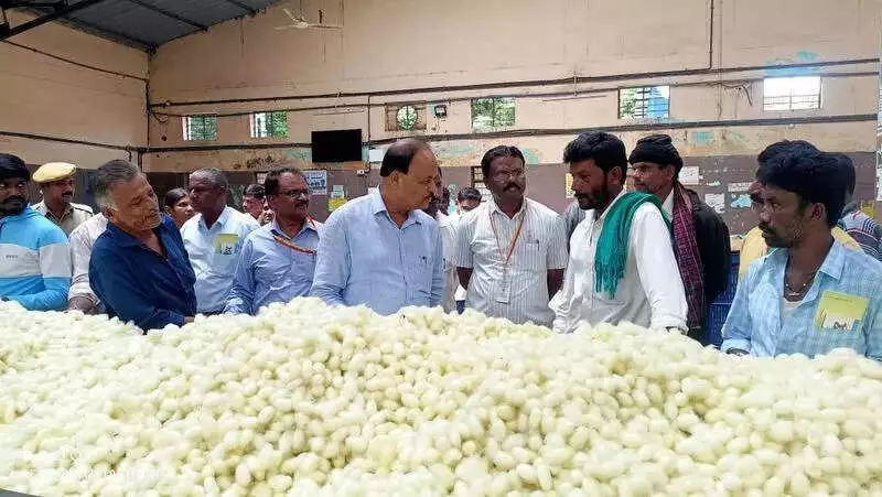 Sericulture Boom in Mysuru: Cocoons Fetch Record Prices Amid Cold Wave Impact