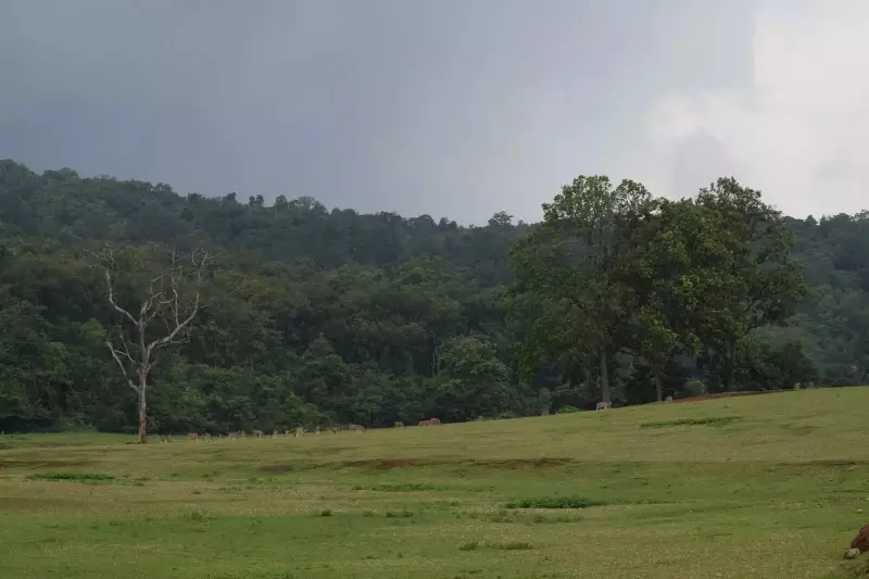 Similipal Tiger Reserve Hits 0°C: Odisha's Winter Grip Intensifies