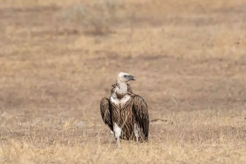 Singapore Museum to Study Himalayan Vulture Carcasses for Conservation