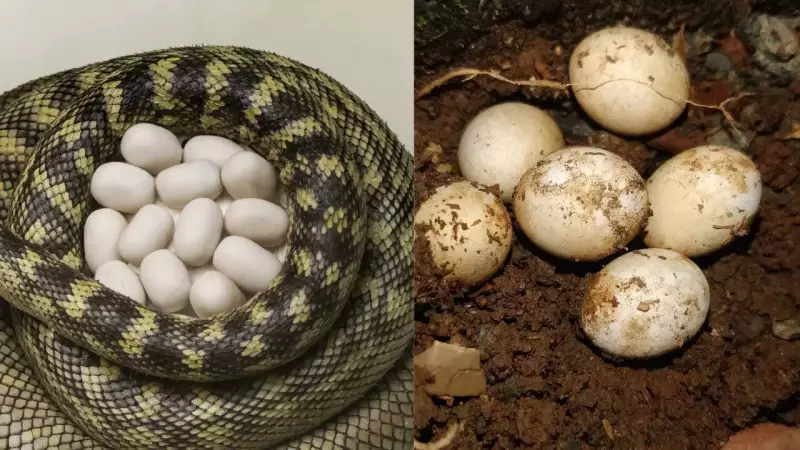Snake Eggs vs Lizard Eggs: 5 Key Differences for Identification in India