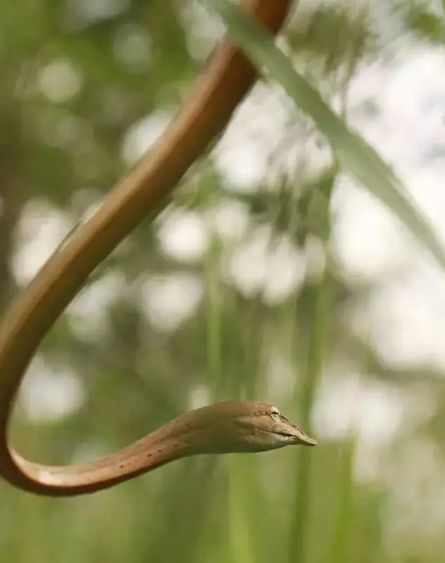 Snake 'Rescues' in Terai Endanger Reptiles, Warn Wildlife Experts