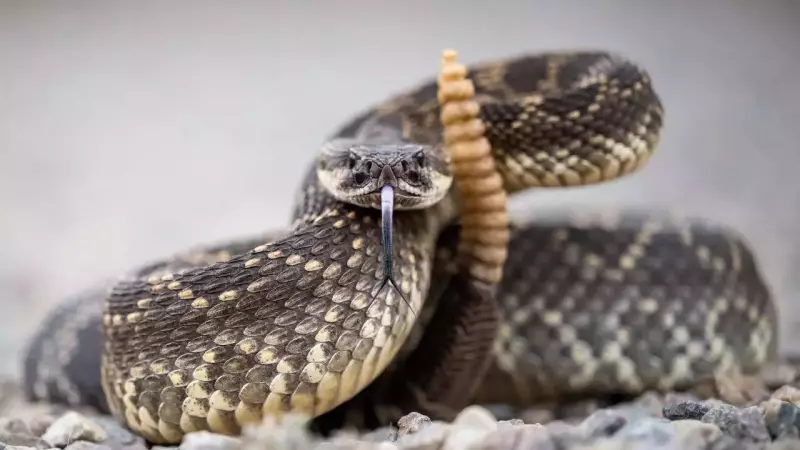 Snakes' Secret Superpower: How These Reptiles Master Long-Distance Travel