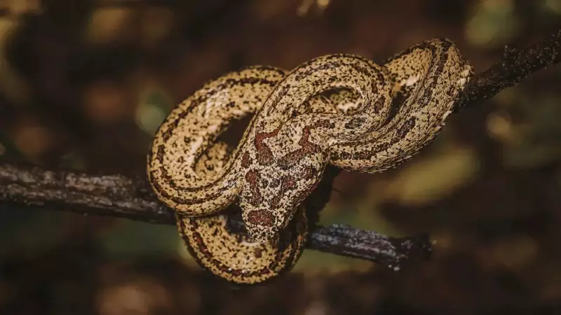 Snakes That Hunt Birds in Trees: Masters of Stealth and Adaptation