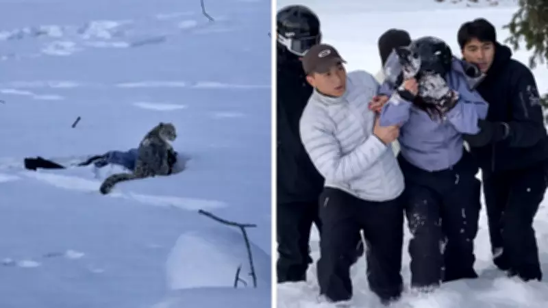Snow Leopard Attacks Tourist in China, Raising Wildlife Safety Concerns