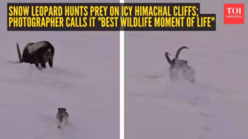 Snow Leopard's Dramatic Hunt on Icy Cliffs of Kibber Goes Viral