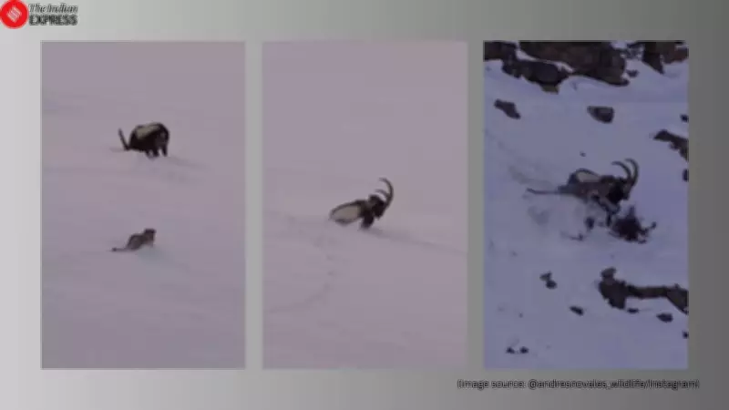 Snow Leopard's Dramatic Hunt on Icy Himachal Cliffs Leaves Photographer 'Shaking'