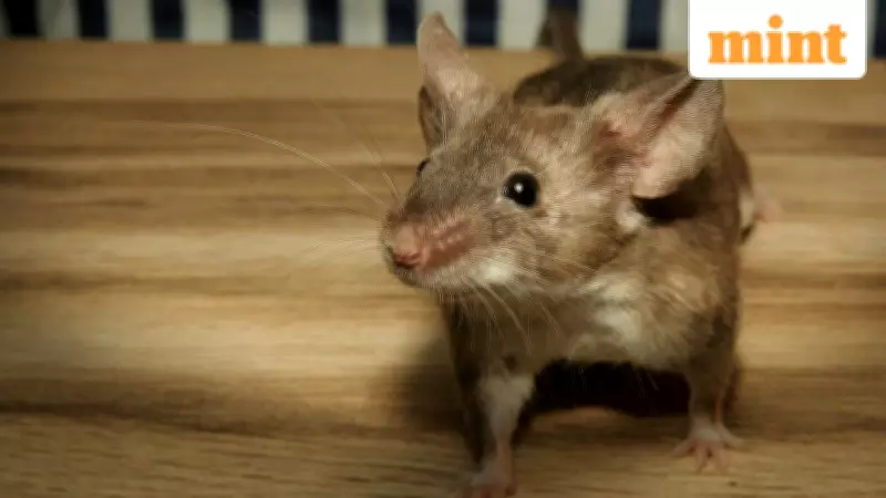 Spanish Scientists Achieve Pancreatic Cancer Breakthrough with Triple-Drug Therapy