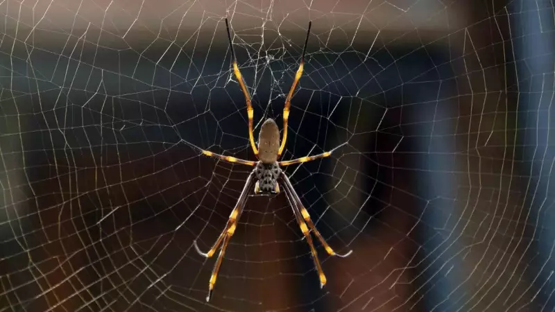 Spider Silk: Nature's Super Fibre with Strength, Elasticity & Real-World Potential