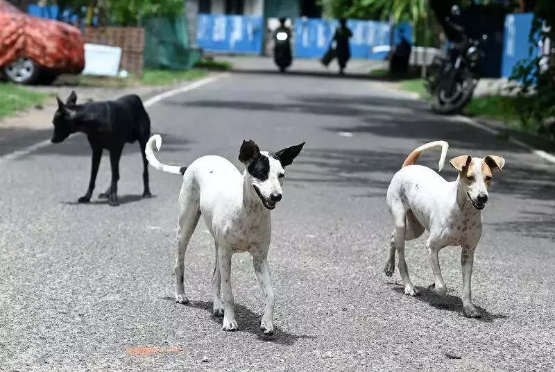 Stray Dog Menace Escalates in Chennai's Tambaram, Over 450 Bites in One Month