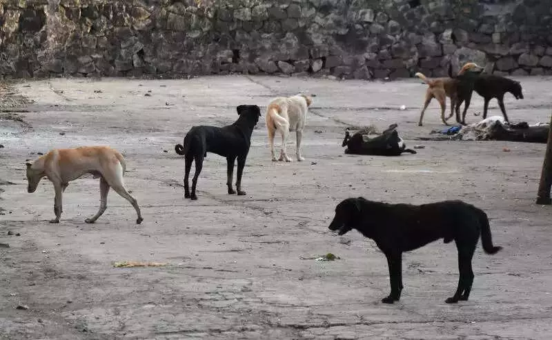 Stray Dog Pack Kills Youth in Ferozepur Village After Lohri Celebration