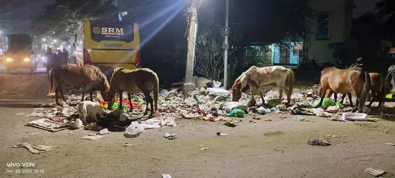 Stray Horses Roam Chennai's Annanur, Adding to Safety and Sanitation Woes