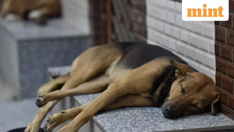 Supreme Court Grills States on Stray Dog Crisis: 5.25 Crore Dogs, ₹62 Cr Daily Feed Cost